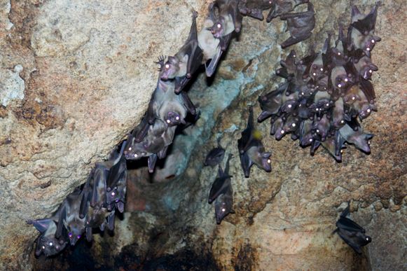 bat cave A